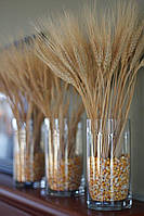 Пшеница остистая (Тритикум) золотистый натуральный цвет, колос 6-14см, 30-40см, сухоцветы