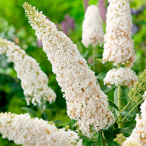 Саджанці Буддлеі Давида Уайт Профьюжн (Buddleja davidii White Profusion), фото 1