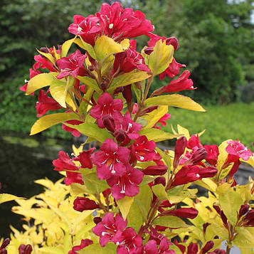 Саджанці Вейгели квітучої Голден Ауреа (Weigela florida Golden Aurea)