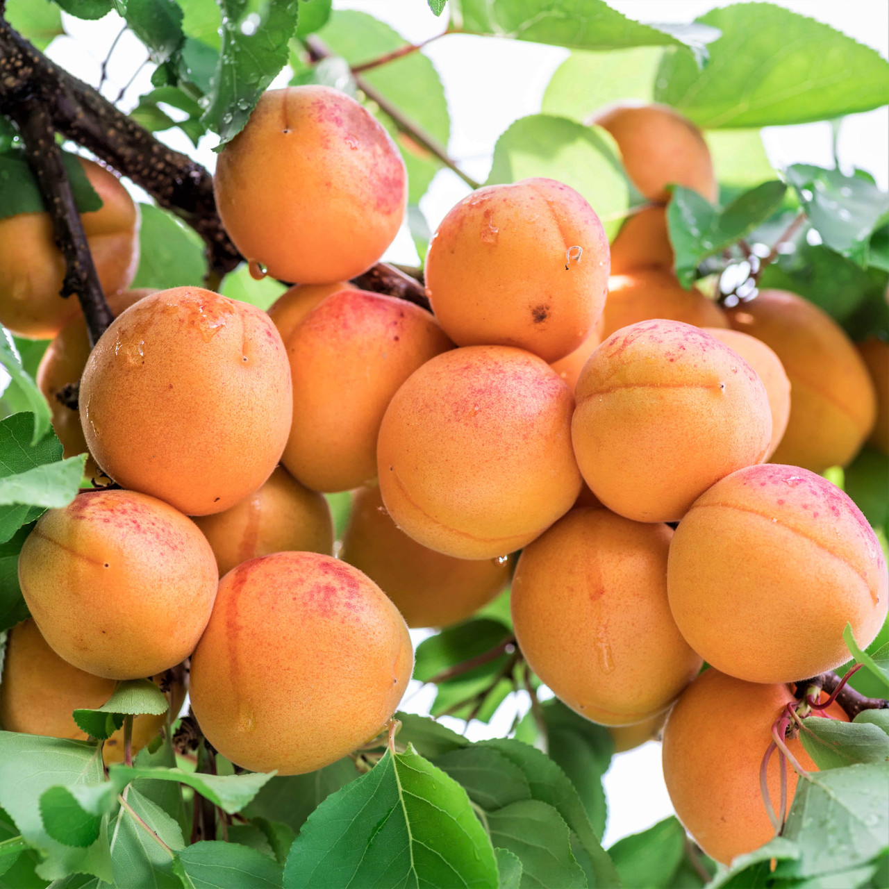 Саджанці Абрикоса Світ Кіт (Sweet Cot) - середній, великоплідний, зимостійкий, фото 1