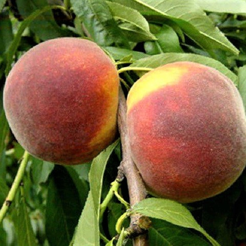 Саджанці Персика Фаете (Fayette) - пізній, великоплідний, зимостійкий, фото 1