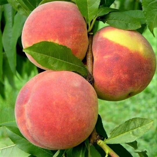 Саджанці Персика Энвой (Envoy) - середньо-пізній, великоплідний, зимостійкий, фото 1