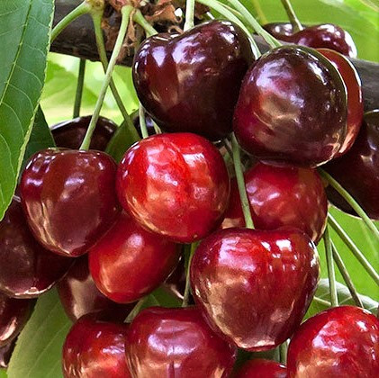 Саджанці Черешні Аїда (Aida) - середньо-пізнього строку, крупноплідна, морозостійка, фото 1