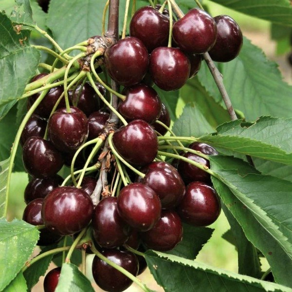 Саджанці Черешні Каталін (Katalin) - середньо-пізнього строку, морозостійка, солодка, фото 1