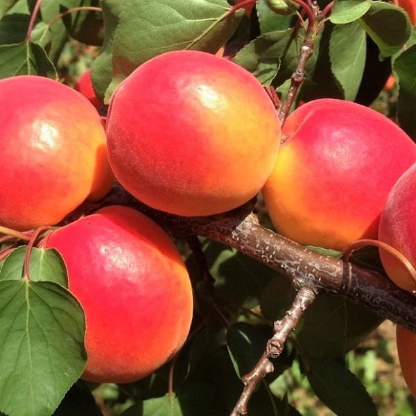 Саджанці Абрикоса Дженгат (Jengat) - середній, урожайний, зимостійкий