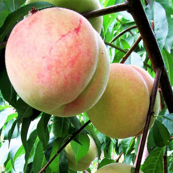 Саджанці Персика Фаворит Мореттини - середній, великоплідний, зимостійкий