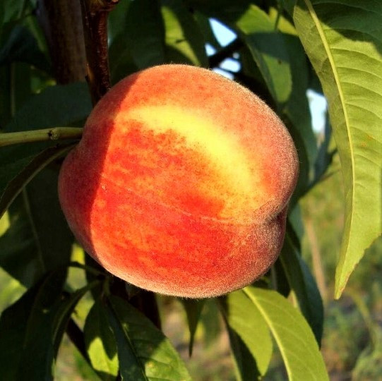 Саджанці Персика Манон (Manon) - середньо-ранній, білом'ясий, великоплідний