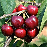 Саджанці Черешні Корнетта (Cornetta) - пізнього строку, високоврожайна, морозостійка