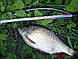 2,70m Magic Trout Shorty 3g, фото 4