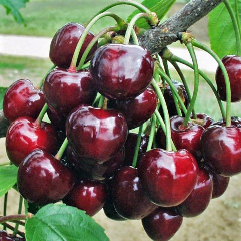 Саджанці Черешні Касандра (Kasandra) - раннього терміну, урожайна, морозостійка, фото 1