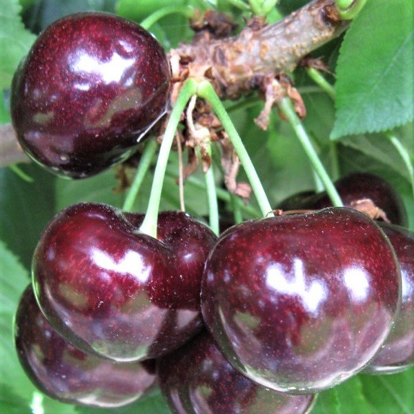 Саджанці Черешні Целесте (Celeste) - середньо-раннього терміну, солодка, зимостійка, фото 1