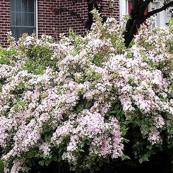 Саджанці Вейгели квітучої Сплендід (Weigela florida Splendid)