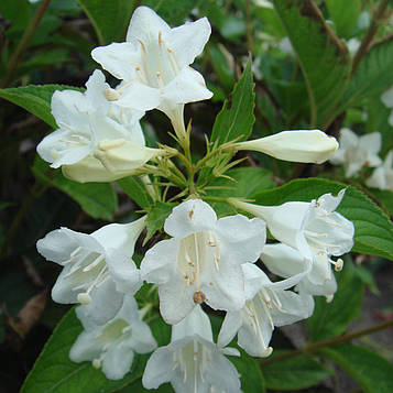 Саджанці Вейгели квітучої Кандида (Weigela florida Candida)