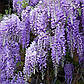 Саджанці Гліцинії Аметист (Wisteria chinensis Amethyst), фото 2