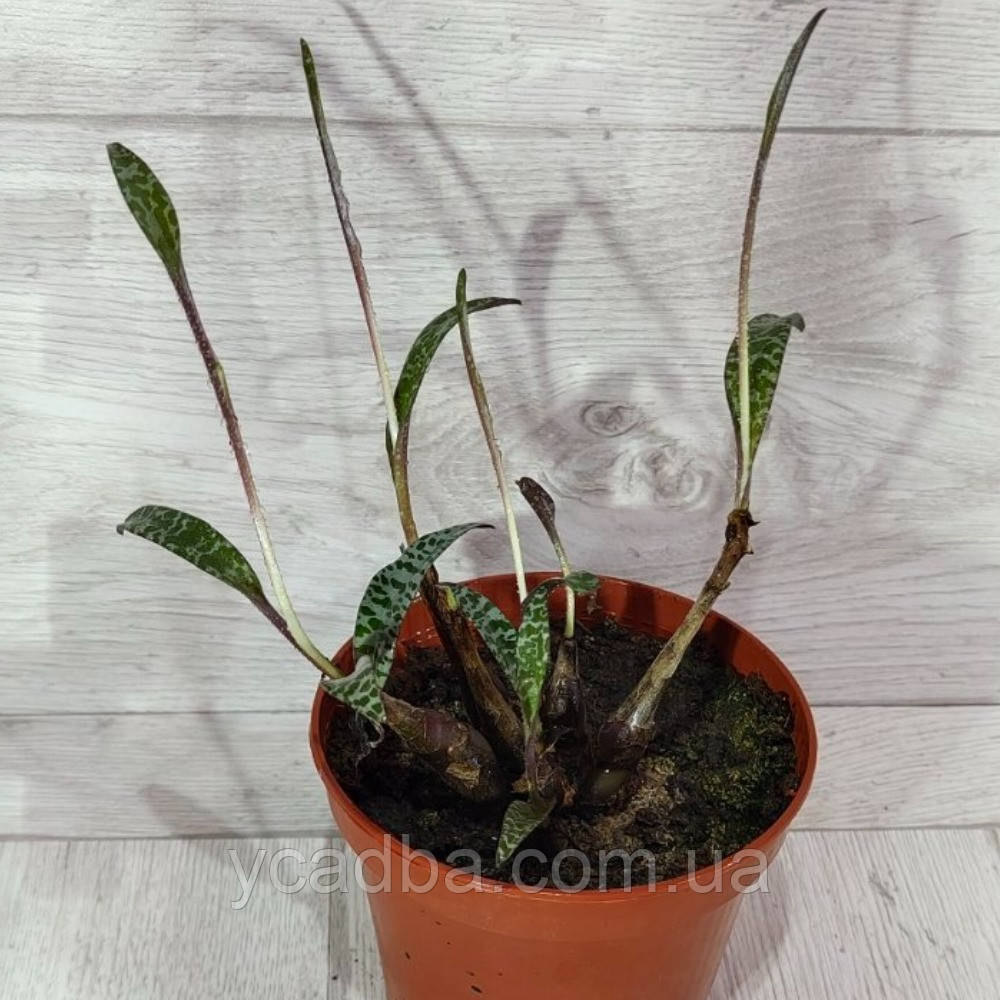 Сукуленті Scilla socialis miner (ледебурія), фото 1