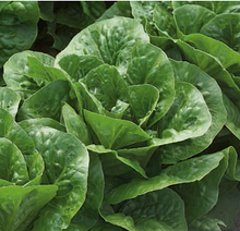 Клаудіус — насіння салату тип Ромен дражоване 1 000 насіння, Rijk Zwaan
