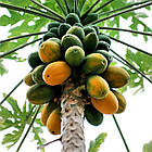 Саджанці Папайя або динне дерево (Carica papaya) Р9, фото 3