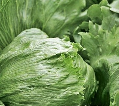 Платінас насіння салату тип Айсберг дражування