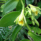 Саджанці Ванілі Плосколістного (Vanilla Planifolia) Р9, фото 2