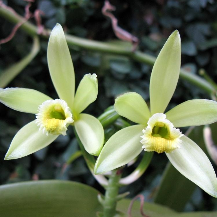 Саджанці Ванілі Плосколістного (Vanilla Planifolia) Р9