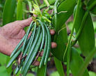 Саджанці Ванілі Плосколістного (Vanilla Planifolia) Р9, фото 3