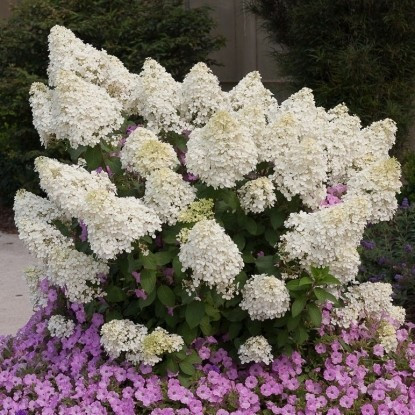 Саджанці Гортензії волотиста Бобо (Hydrangea paniculata Bobo)