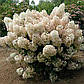 Саджанці Гортензії волотиста Бобо (Hydrangea paniculata Bobo), фото 3