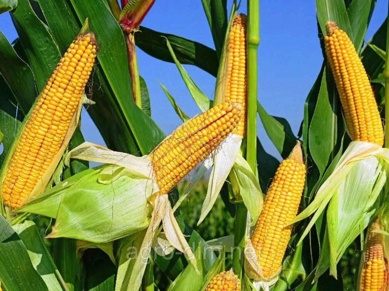 Насіння кукурудзи Алькор (ФАО 210)