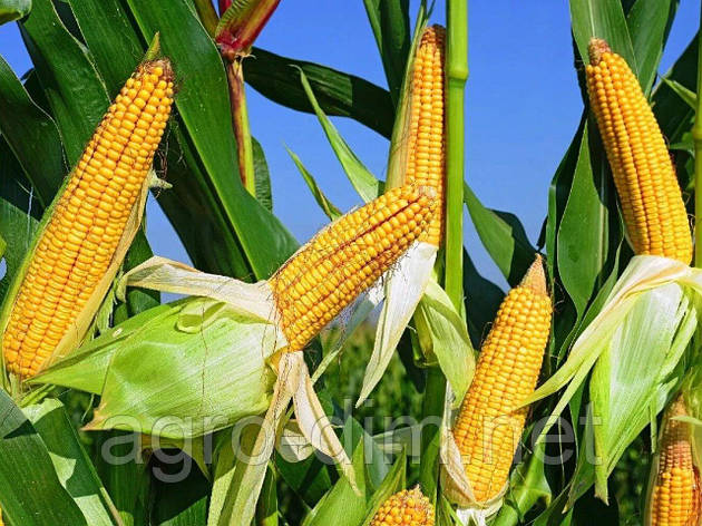 Насіння кукурудзи Алькор (ФАО 210), фото 2