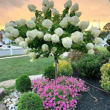 Саджанці Гортензії волотисте Грандифлора (Hydrangea paniculata Grandiflora)