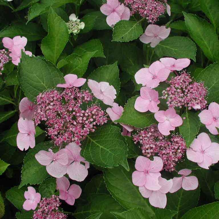 Саджанці Гортензії крупнолістной Мариеси Варієгата (Hydrangea macrophylla Mariesii Variegata)