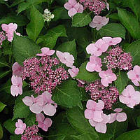 Саджанці Гортензії крупнолістной Мариеси Варієгата (Hydrangea macrophylla Mariesii Variegata)