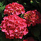 Саджанці Гортензії крупнолістной Ред Барон (Hydrangea macrophylla Red Baron), фото 2