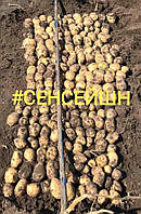 Картофель семенной Сенсейшн 1Р. 5кг