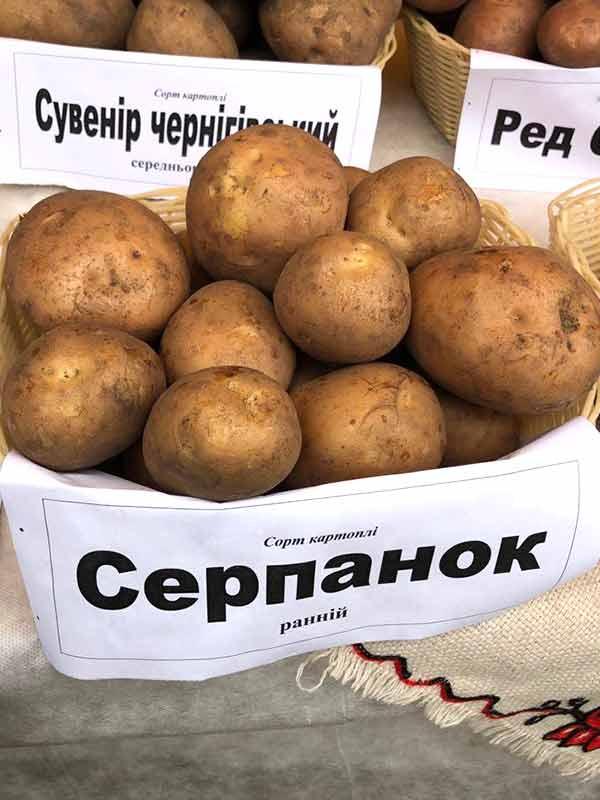 Семенной картофель Серпанок Ранний 1Р, 20 кг - фото 1 - id-p1544306374