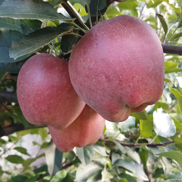 Саджанці Яблуні Валюта - колоновидна, зимова, зимоустойчивая, фото 1