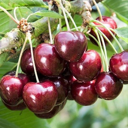 Саджанці Черешні Ферровія (Ferrovia) - середнього терміну, морозостійка, невибаглива