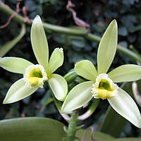 Саджанці Ванілі Плосколістного (Vanilla Planifolia)