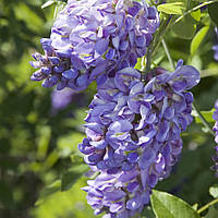 Саженцы Глицинии Аметист (Wisteria chinensis Amethyst)