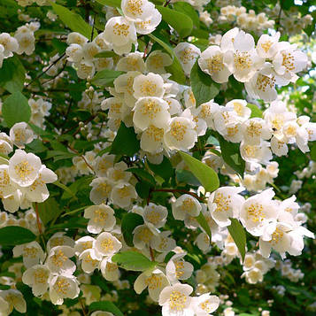 Саджанці Чубушника вінцевого, Жасмин (Philadelphus coronarius)