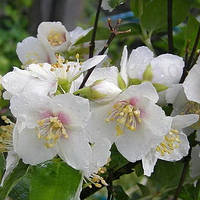 Саженцы Чубушника венечный / жасмин садовый Лемуана (Philadelphus Lemoinei)