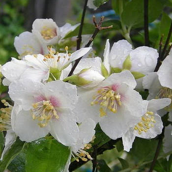 Саджанці Чубушника вінцевий / жасмин садовий Лемуана (Philadelphus Lemoinei)