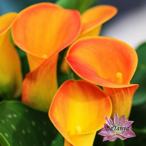 Калла Mercedes, фото 1