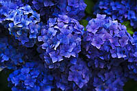 Гортензия крупнолистная или Hydrangea macrophylla MIX, С5