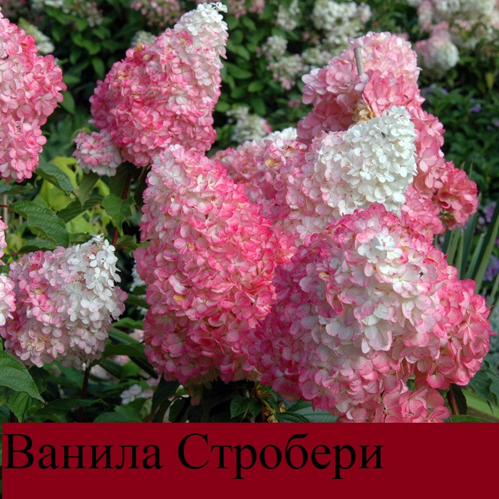 Гортензия Метельчатая Ванила Стробери, С3л. — Купить Недорого на Bigl ...