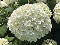 Гортензия древовидная Анабель / Hydrangea arborescens Annabelle