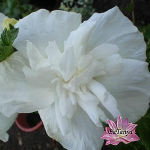 Гібіскус Сірий White Chiffon, фото 1