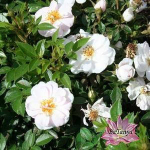 Троянда мініатюрна Ажен Каве