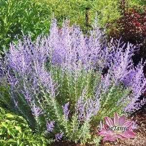 Полинь лебедолісний Блу Стіл