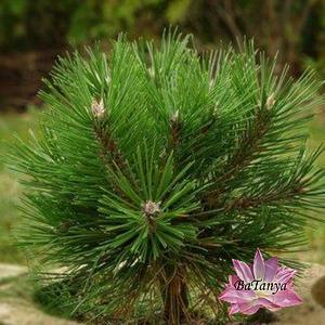 Сосна Кримська (контейнер 0,8л), фото 1